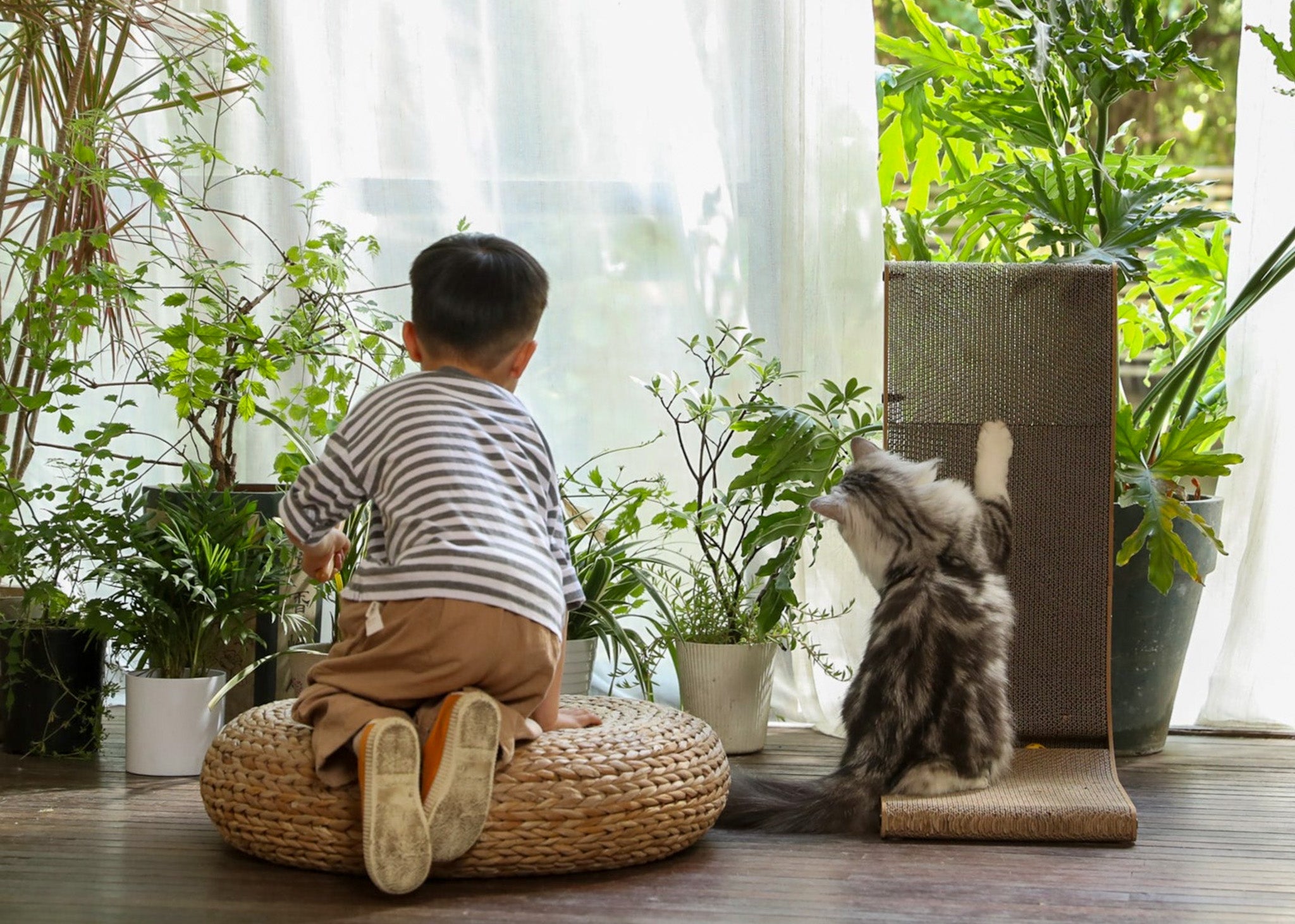 給予貓咪完美的抓抓體驗:竹製抓板的魅力