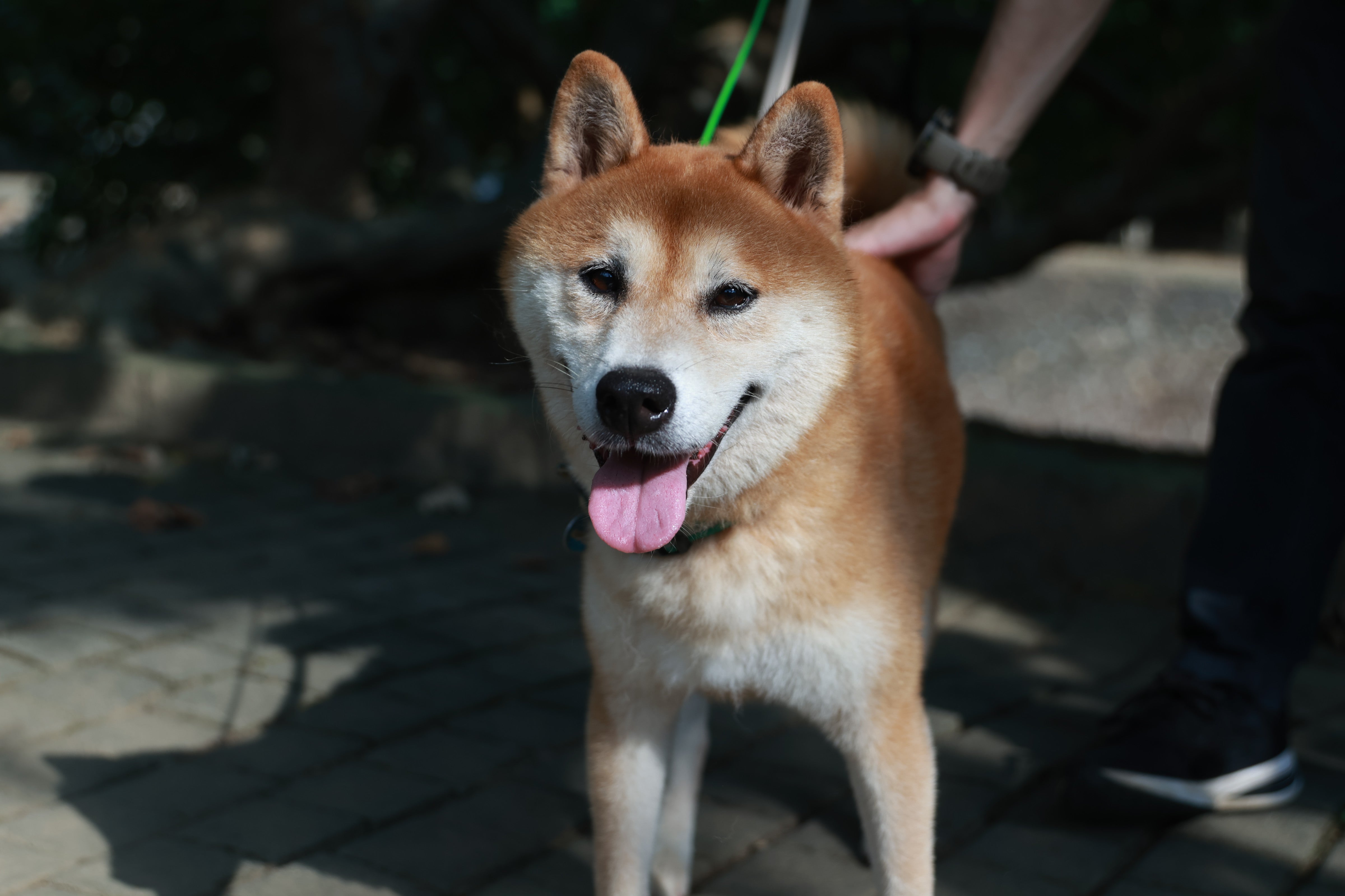 重獲新生的笑容:波波