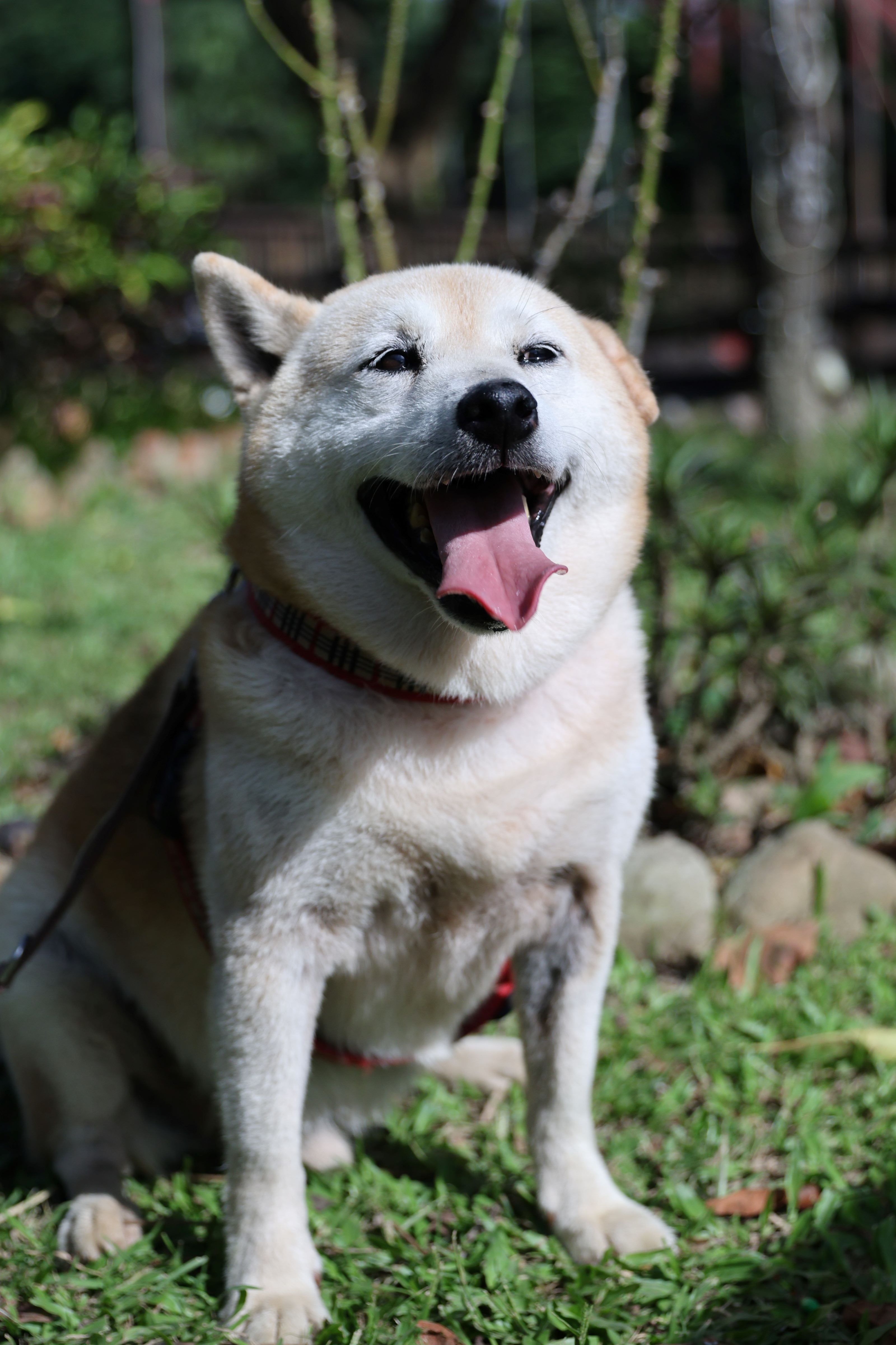 孤傲的靈魂:霸王