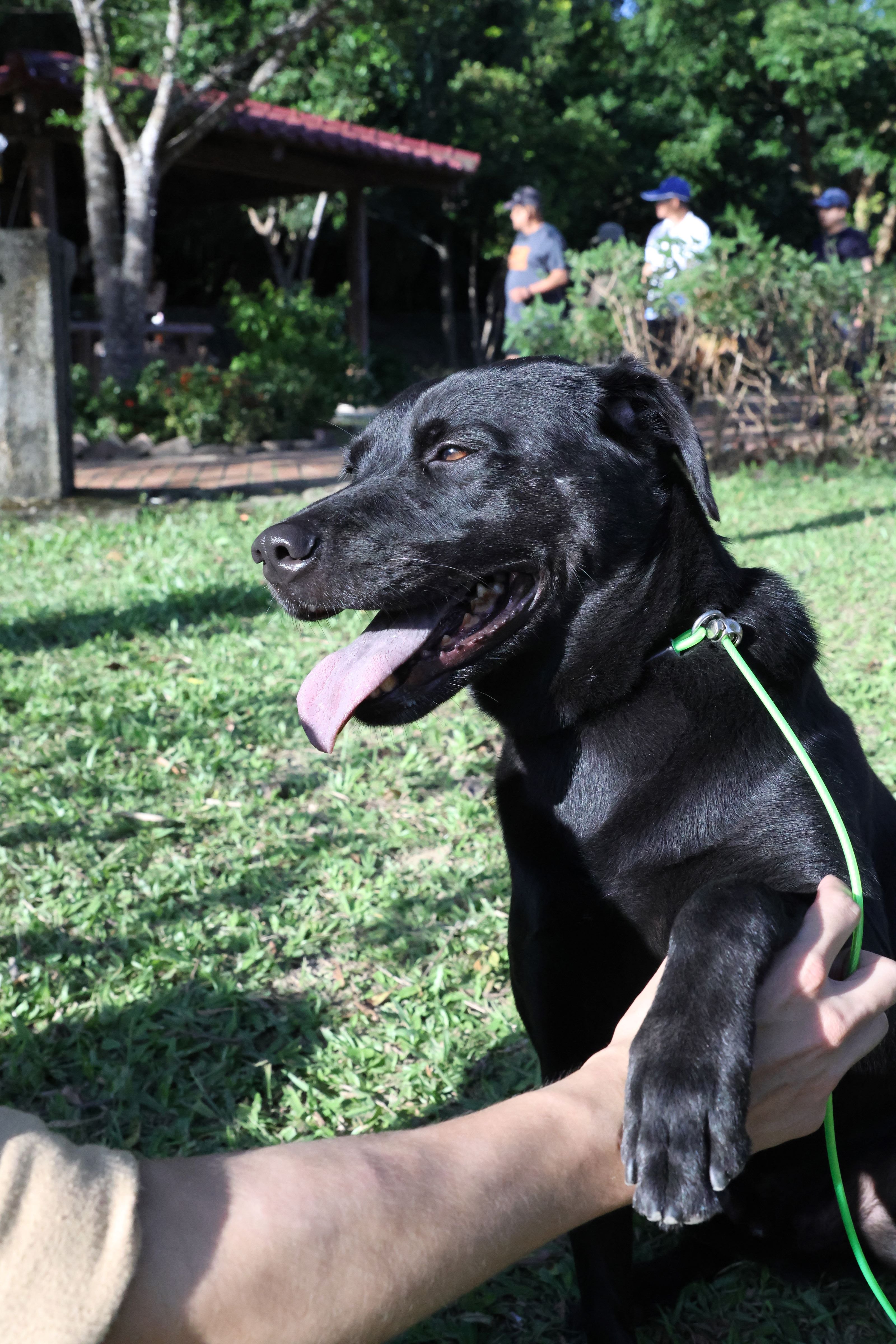 黑色垂耳寶貝:小七