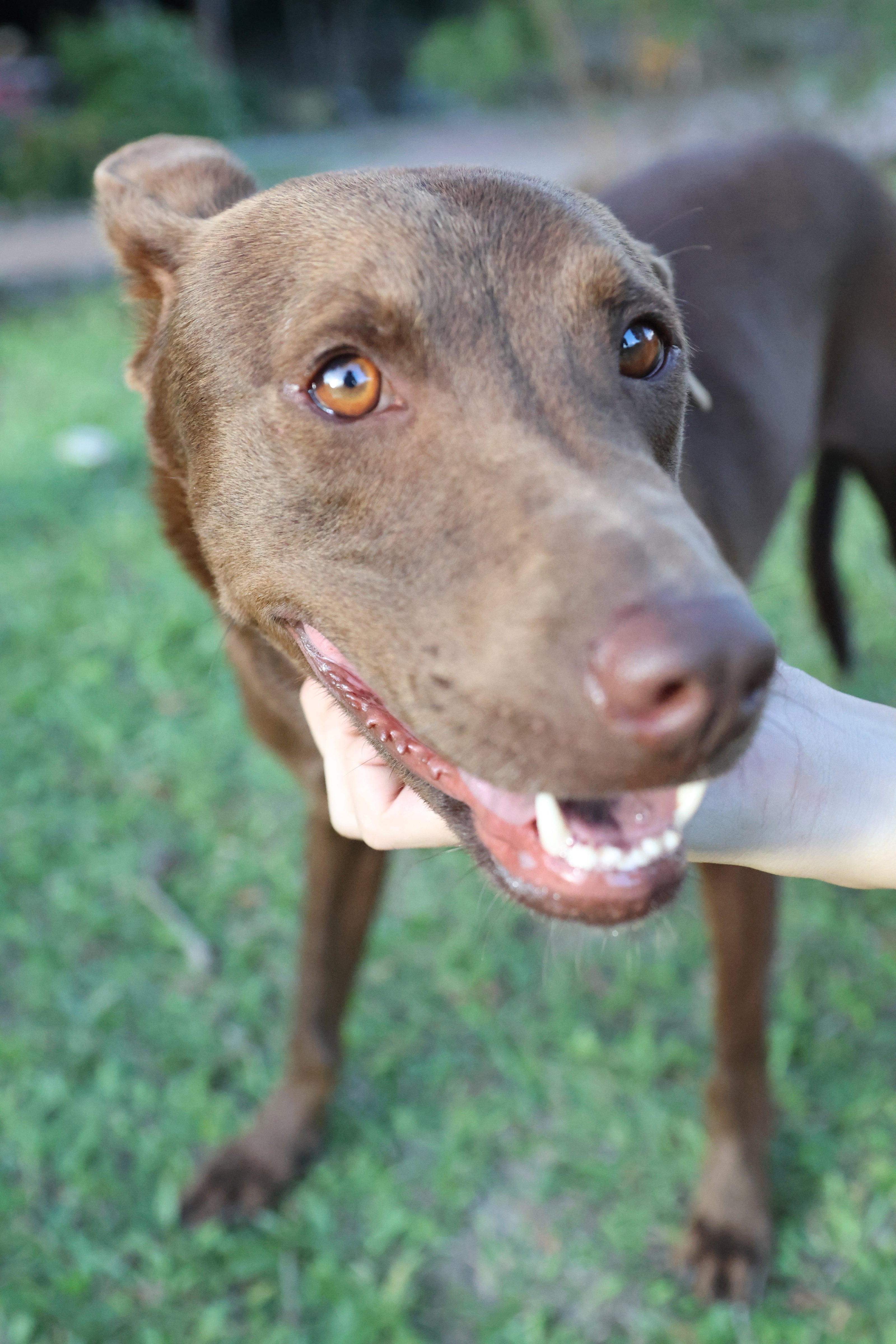 混血王子:布朗尼