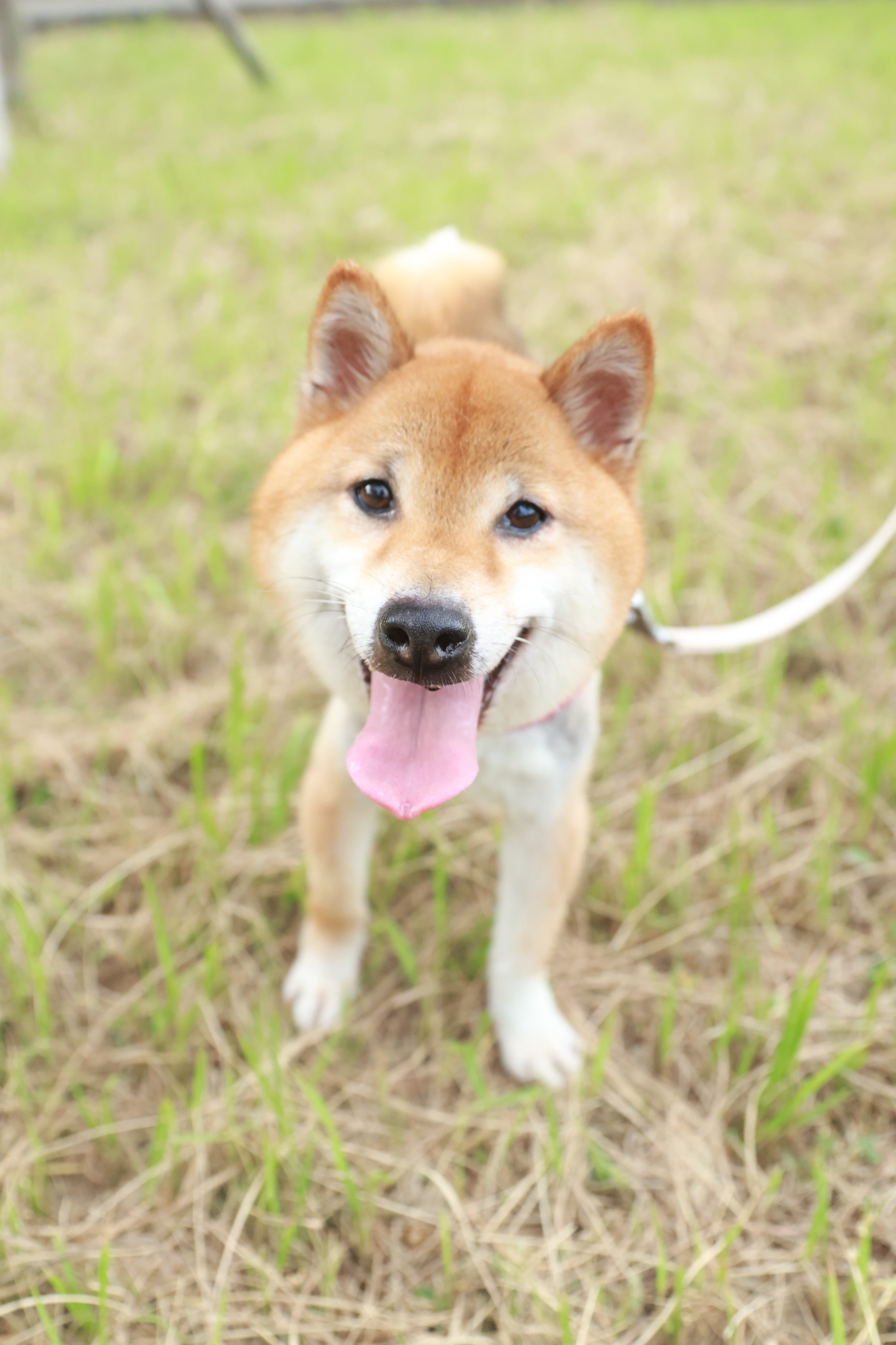 忠誠乖巧的天使柴犬:哈吉