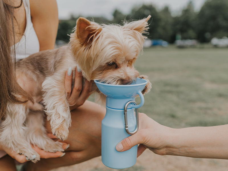 Springer Mini Pet Travel Bottle